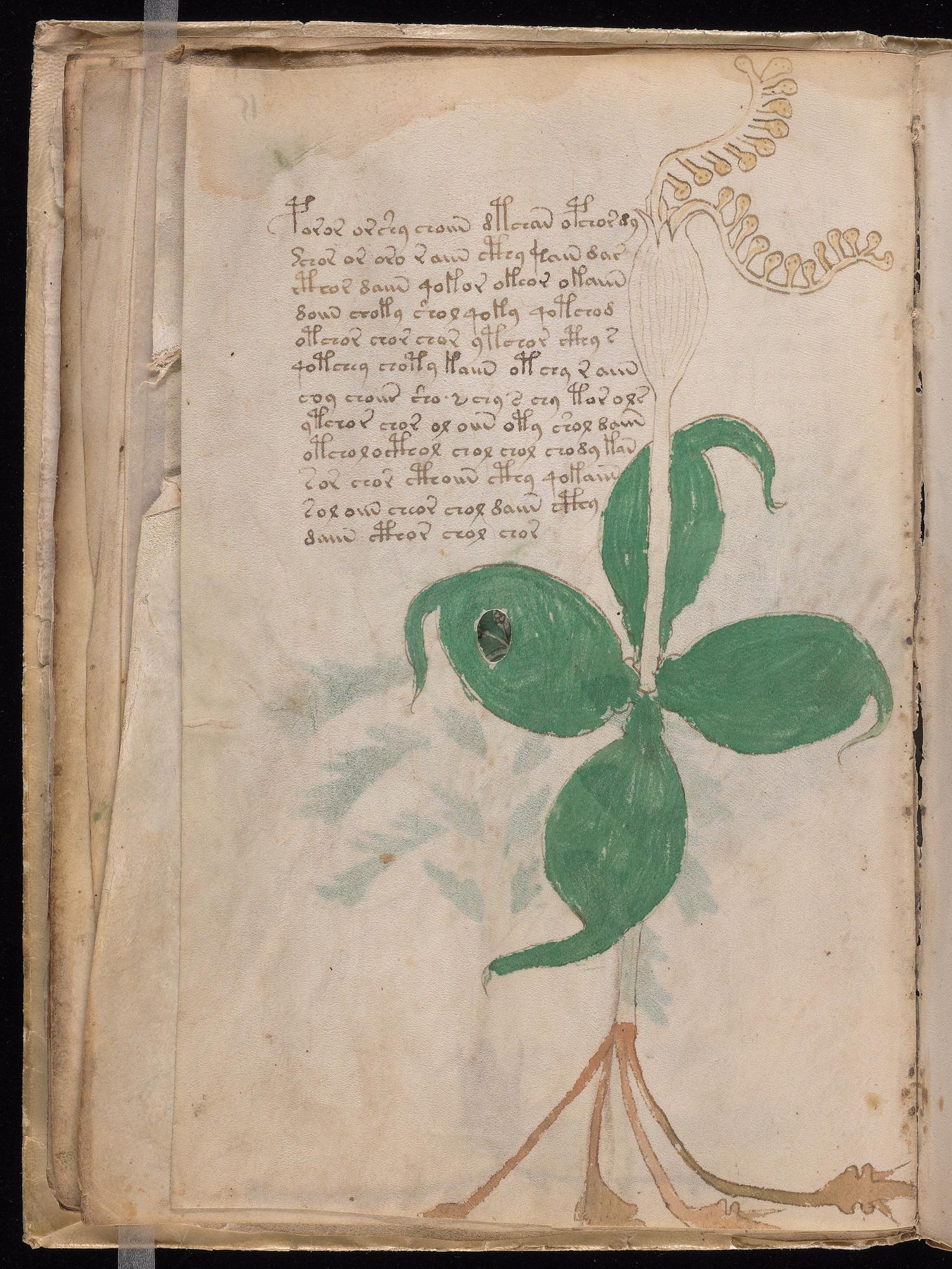 Herbal Page 28